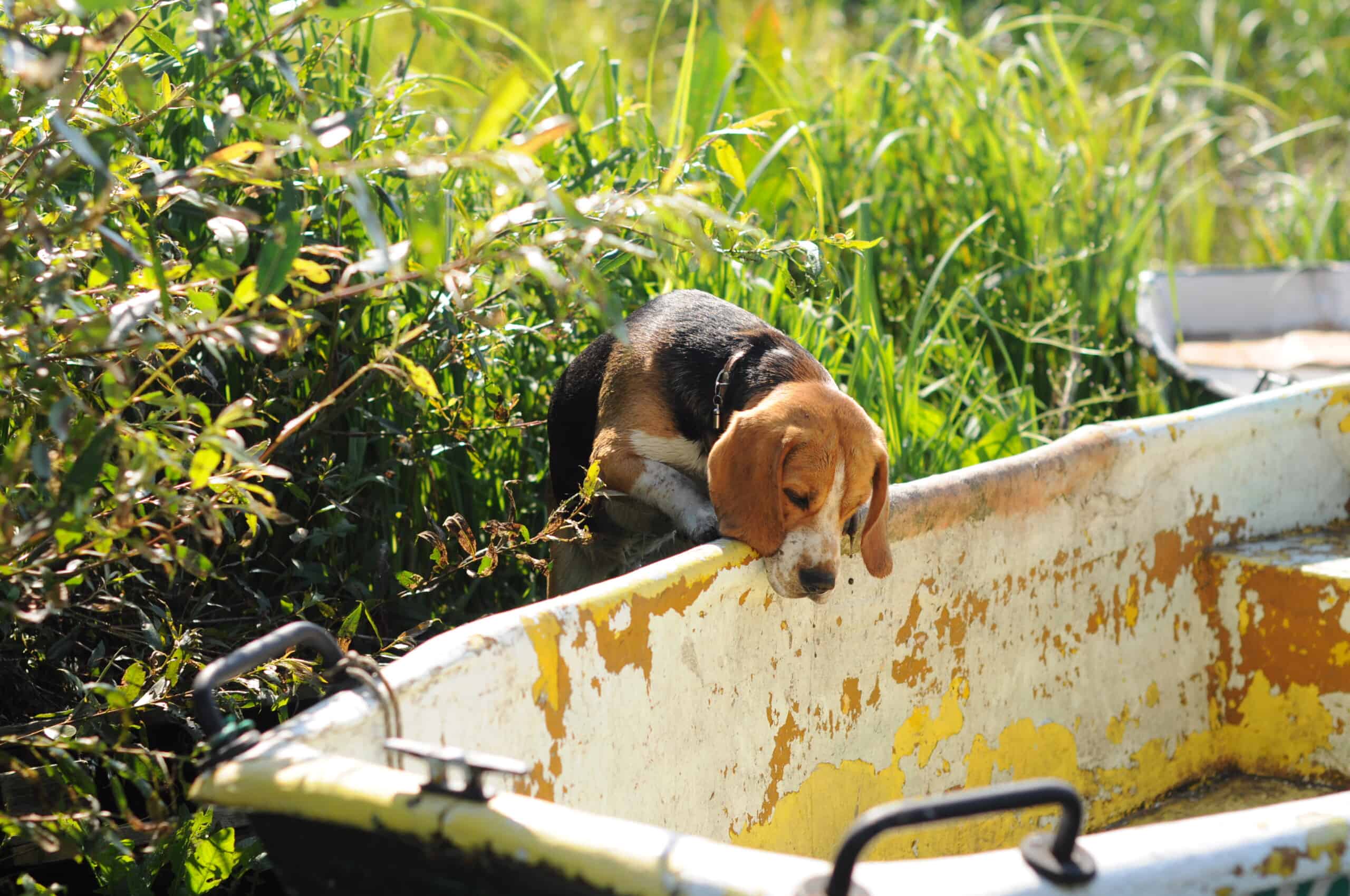 Hundeprobleme beim Alleinsein