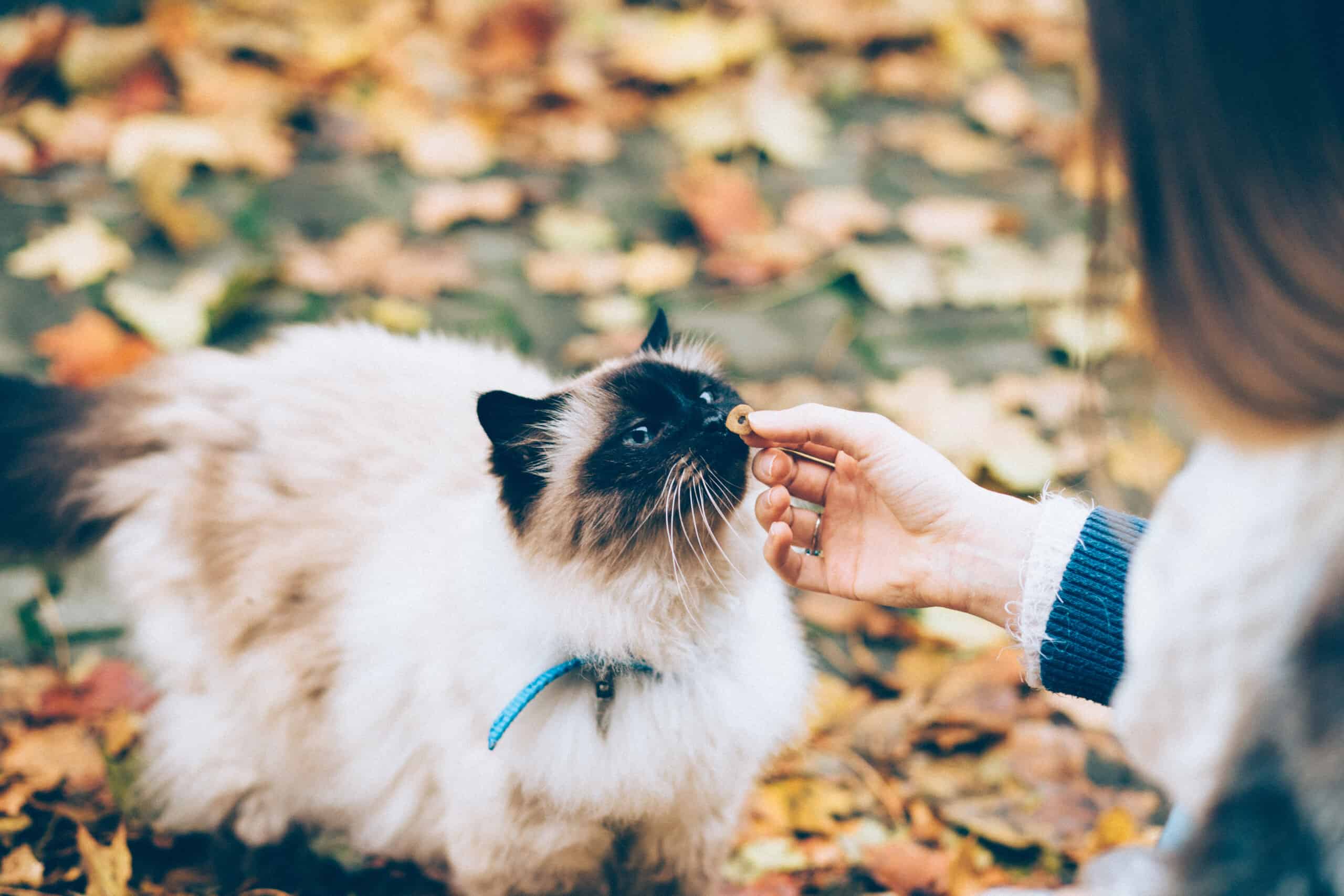 Katzenbetten mit Heizung