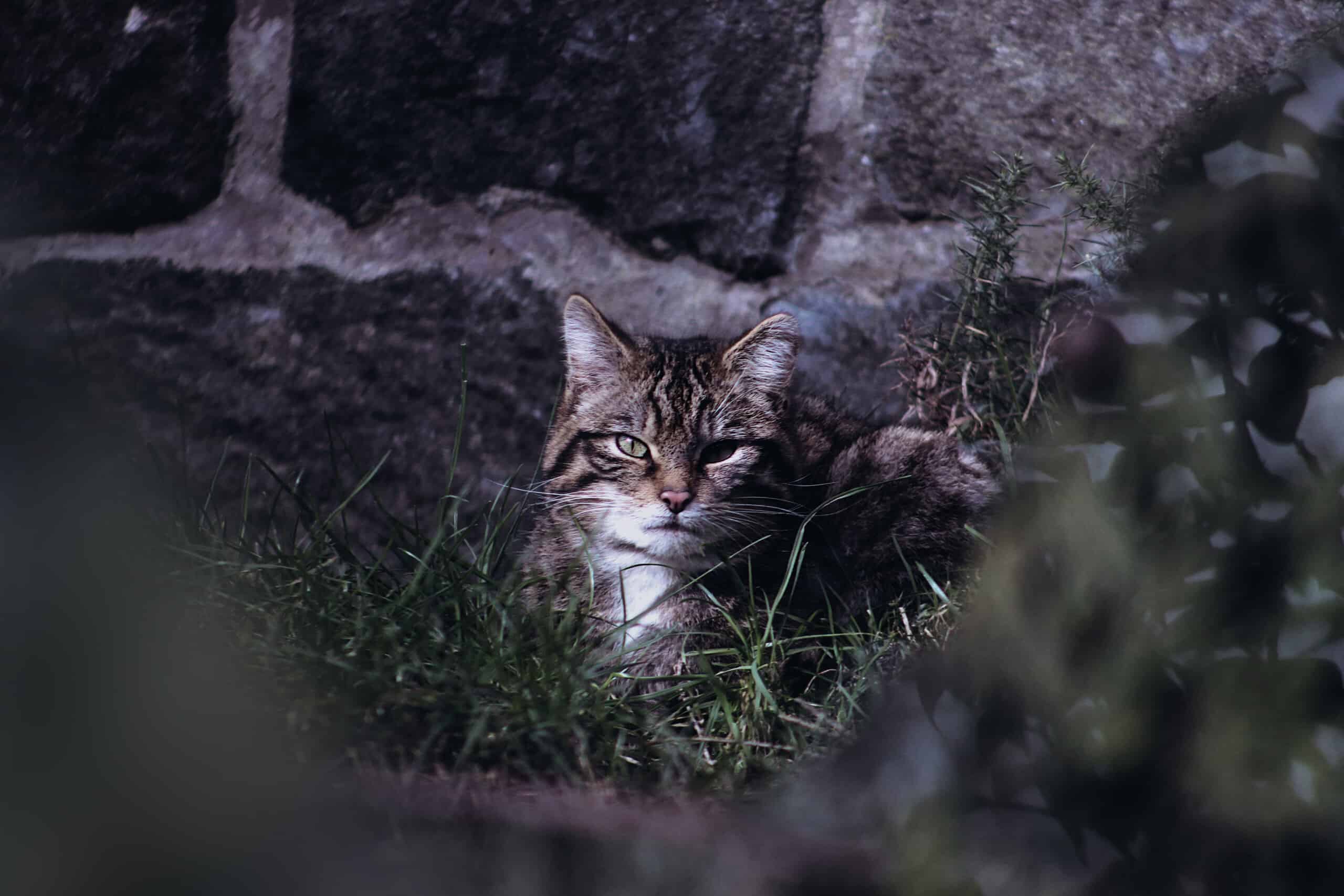 Katzenfutter für empfindliche Katzen