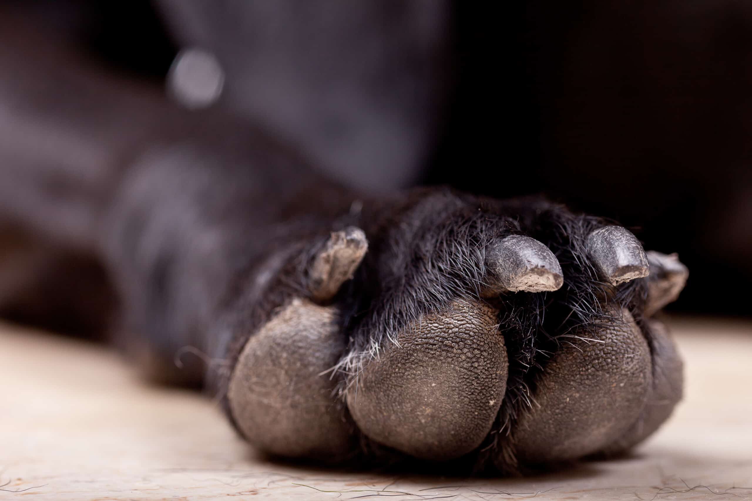 Hundespielgruppen und soziale Interaktion